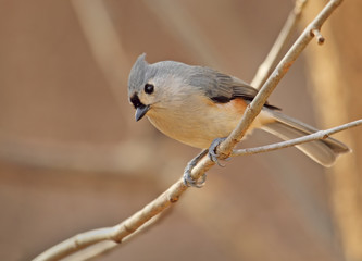 Tufted Titmouse, Baeolophus bicolor