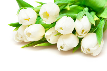 white tulips