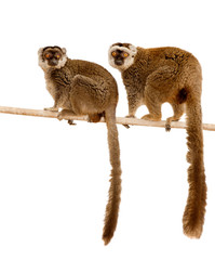 lemurs - 28933134