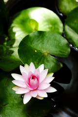The Waterlily