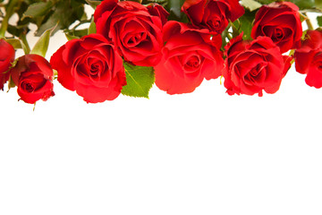 Red roses on white isolated background