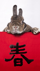 Rabbit celebrating 2011 chinese new year with chinese couplets