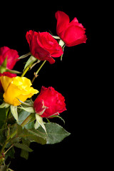 Fototapeta premium Red roses on black isolated background