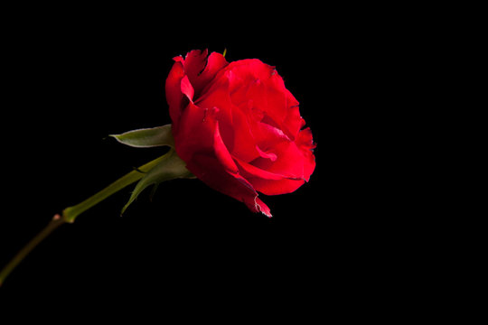 Red roses on black isolated background