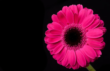 Pink Gerbera Daisy
