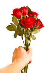 Male hand giving roses on white isolated background