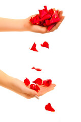 Red rose petals in woman's hand isolated on white