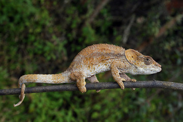 Chamäleon Madagaskar