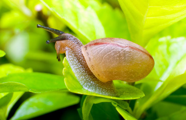 Close up shot of a snail.