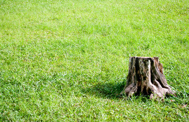 Tree stump on grass field.