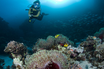 Diver over Anemones and Clownfish