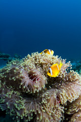Two Clownfish