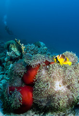 Fototapeta na wymiar Clownfish with diver