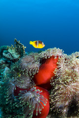 Clownfish