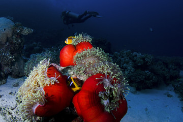 Clownfish and diver