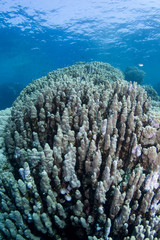 Coral reef