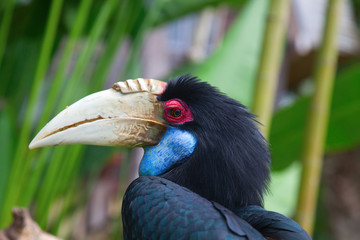 Hornbill