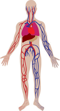 Vector blood system of the person