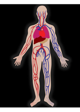 Vector blood system of the person
