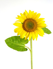 Obraz premium Yellow sunflower
