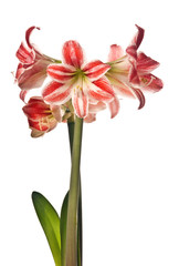 red amaryllis