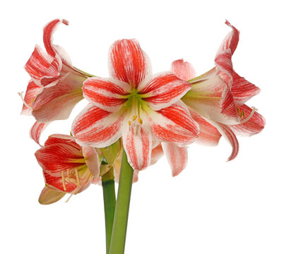 Red Amaryllis Flowers