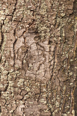 Bark Background Texture Pattern