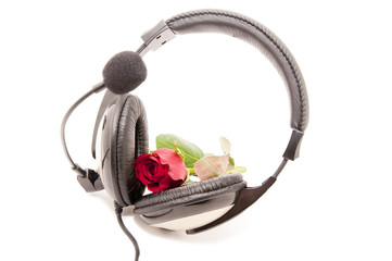 Headphones for flower red roses
