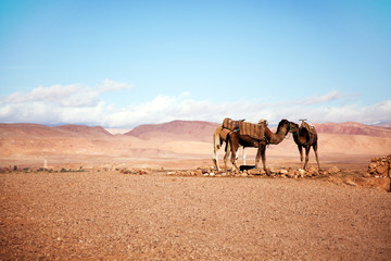 Marokko Landschaft mit Atlasgebirge 806