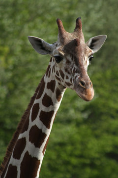 Netzgiraffe