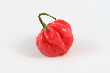 Scotch Bonnet Chilli Pepper