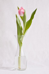 Tulip before white background