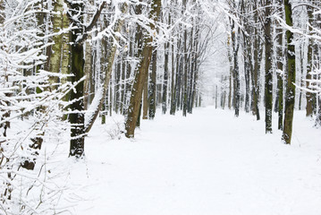 Fototapeta premium winter forest