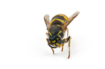 Wasp