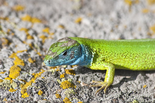 green lizard - lacerta viridis