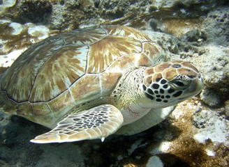 Fototapeta premium sea turtle underwater