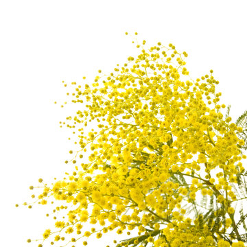 Fototapeta big branch of mimosa plant with round fluffy yellow flowers