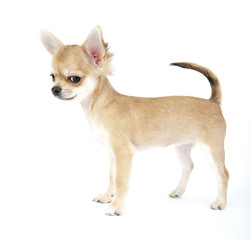 very important chihuahua puppy standing  on white