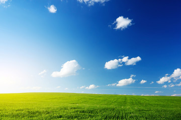 Fototapeta premium Meadow