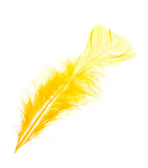 Fototapeta premium yellow feather