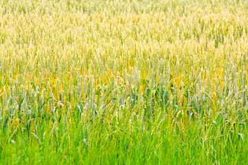 Wheat crops 2
