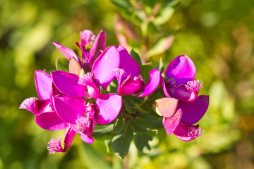 ptite fleurs mauves