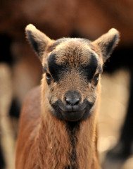 Fototapeta premium baby goat