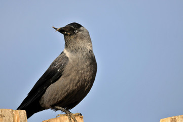 crow with curved beak