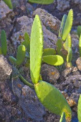 detail of large cactus