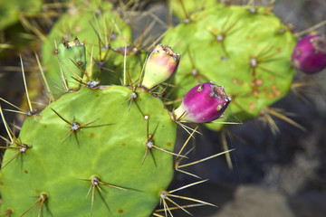 detail of large cactus