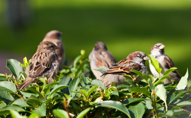 flock of sparrows