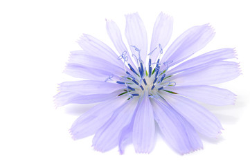 Chicory Flower Isolated on White Background