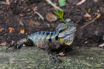 Australian Eastern Water Dragon