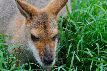 Portrait of a Cute Whiptail (Pretty-faced) Wallaby